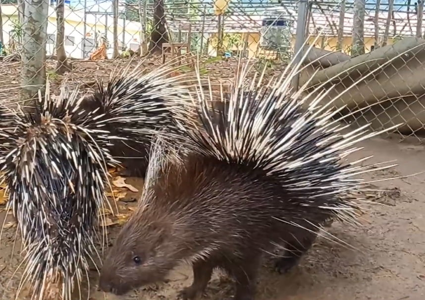 Nuôi nhím cần lưu ý gì? Kiến thức cơ bản cho người mới